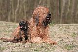 BRIARD 190
